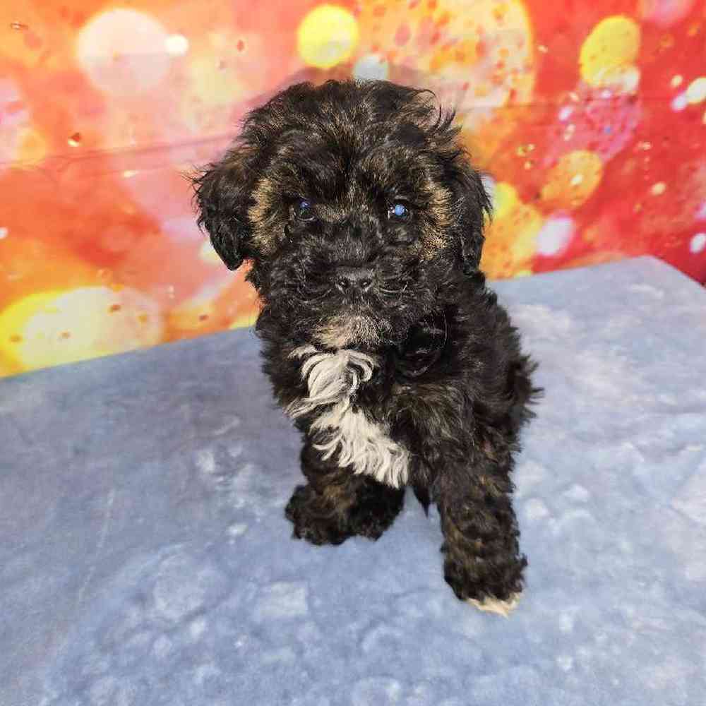 Female Schnoodle Puppy for Sale in Virginia Beach, VA