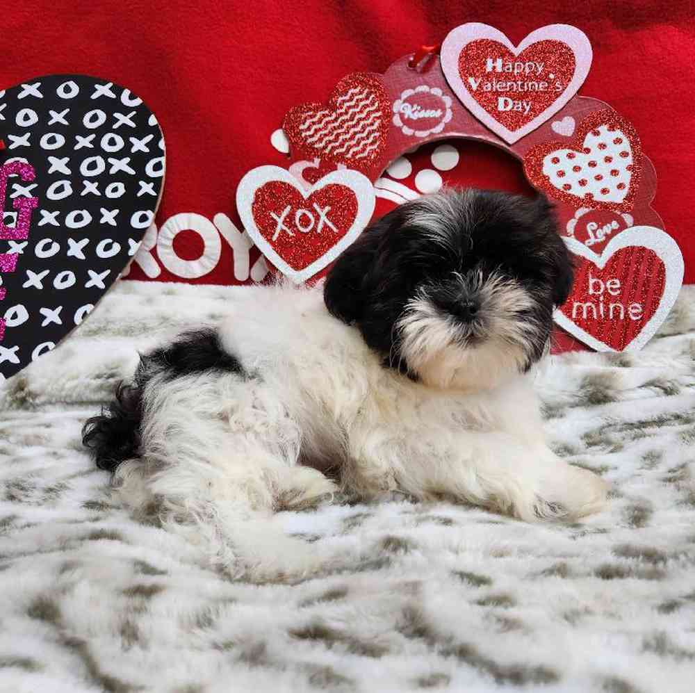Male Shih Tzu Puppy for Sale in Virginia Beach, VA