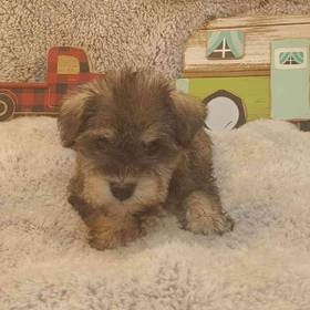 Mini Schnauzer
