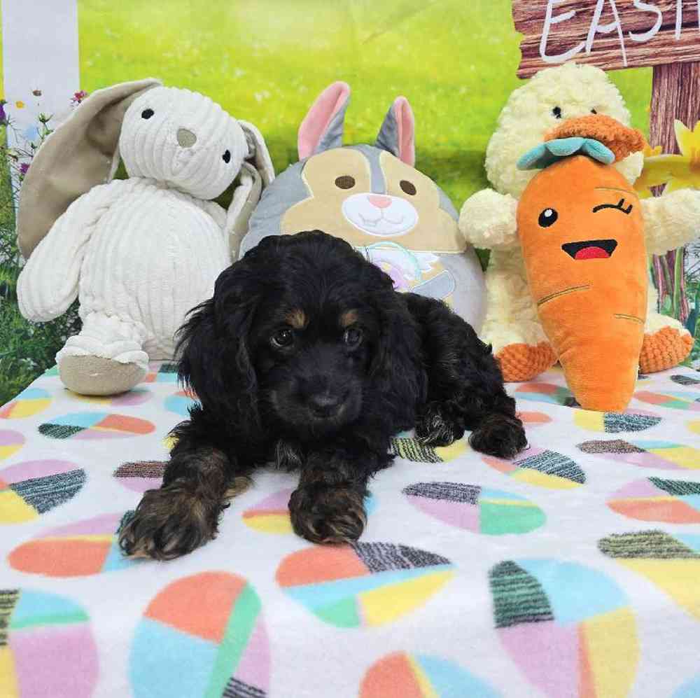 Female Cockapoo Puppy for Sale in Virginia Beach, VA