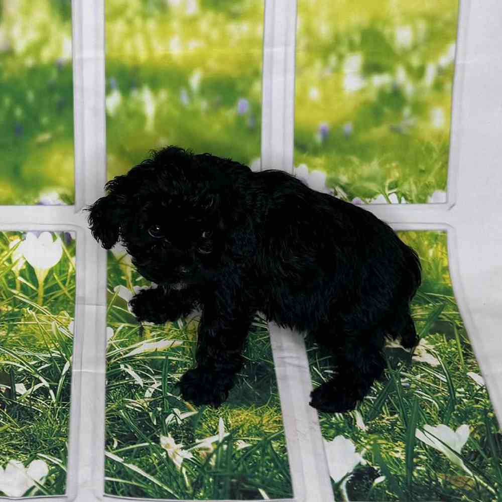 Female Cavapoo Puppy for Sale in Virginia Beach, VA