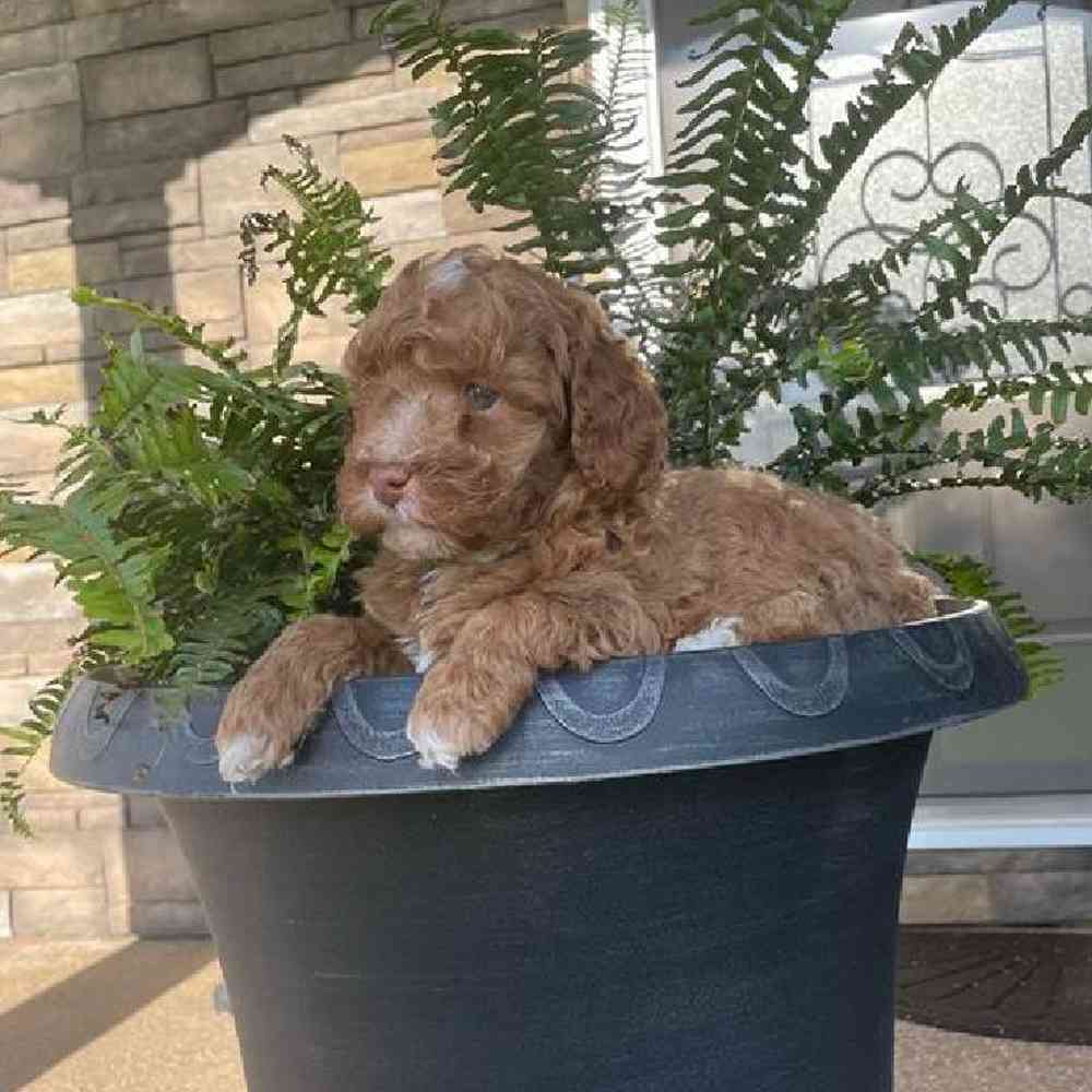 Male Mini Poodle Puppy for Sale in Virginia Beach, VA