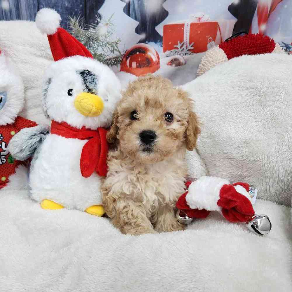 Male Maltipoo Puppy for Sale in Virginia Beach, VA