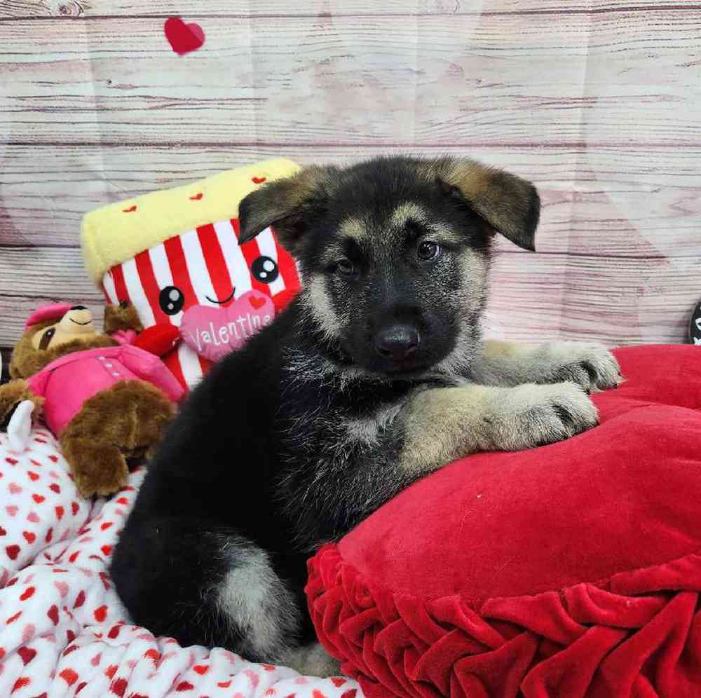 Male German Shepherd Puppy for Sale in Virginia Beach, VA