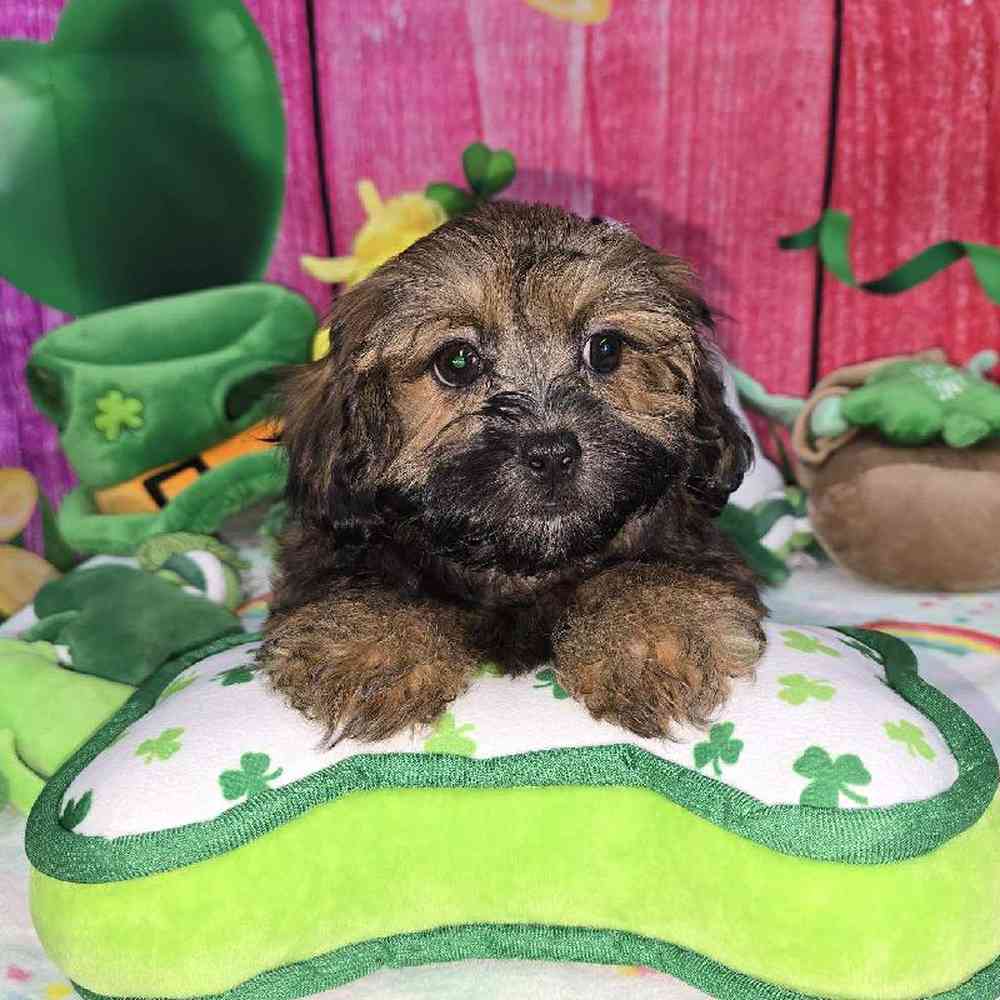 Female Shipoo Puppy for Sale in Virginia Beach, VA