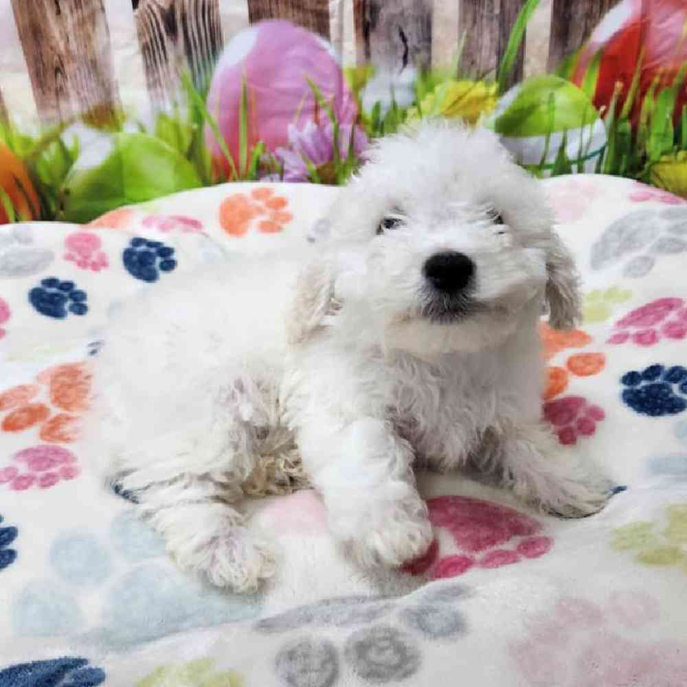Male Bichonpoo Puppy for Sale in Virginia Beach, VA