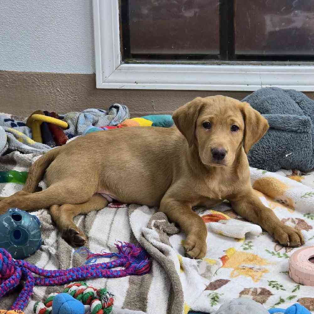 Male Labrador Retriever Puppy for Sale in Virginia Beach, VA