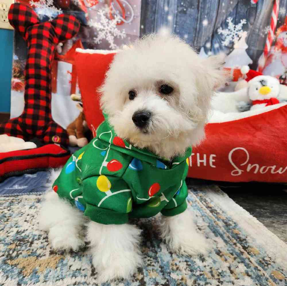 Male Bichon Puppy for Sale in Virginia Beach, VA