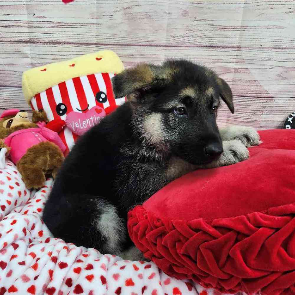 Male German Shepherd Puppy for Sale in Virginia Beach, VA
