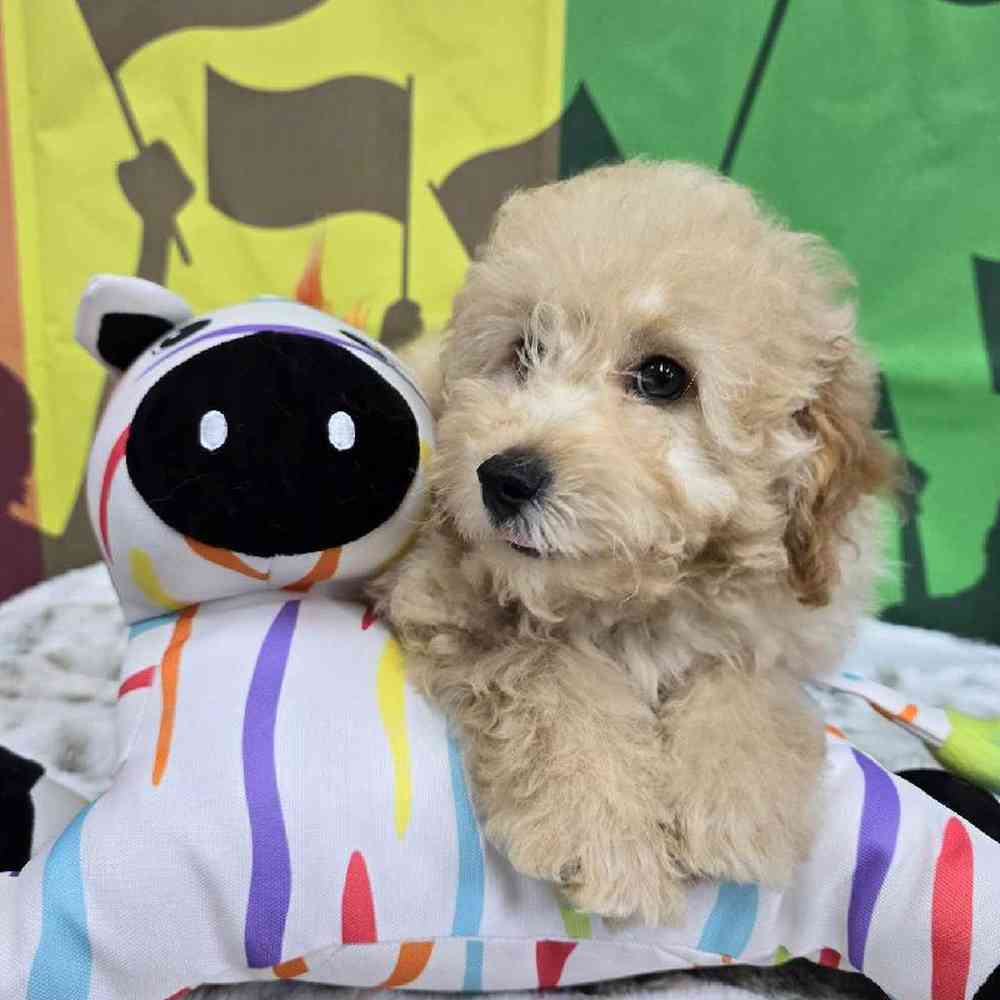 Male Mini Poodle Puppy for Sale in Virginia Beach, VA