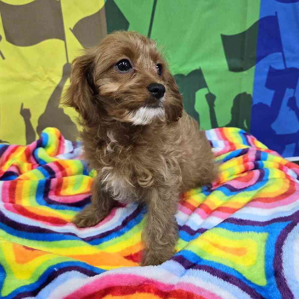 Female Cavapoo Puppy for Sale in Virginia Beach, VA