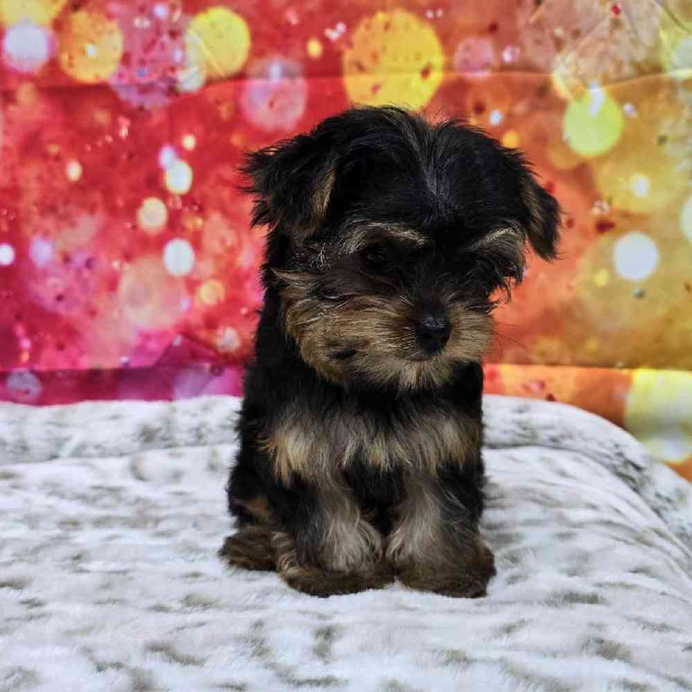 Female Yorkie Puppy for Sale in Virginia Beach, VA