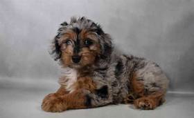 Aussiedoodle