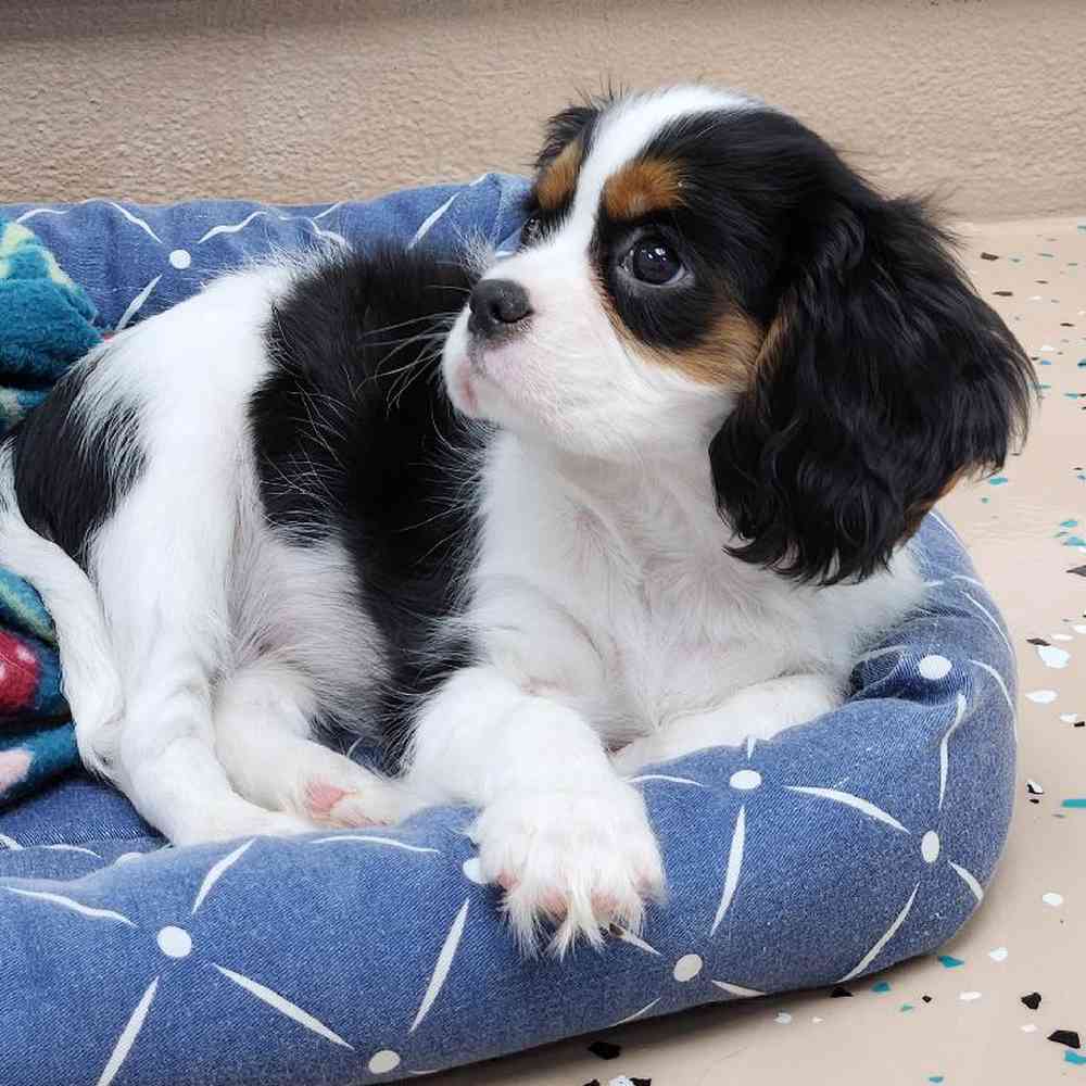 Male Cavalier King Charles Spaniel Puppy for Sale in Virginia Beach, VA