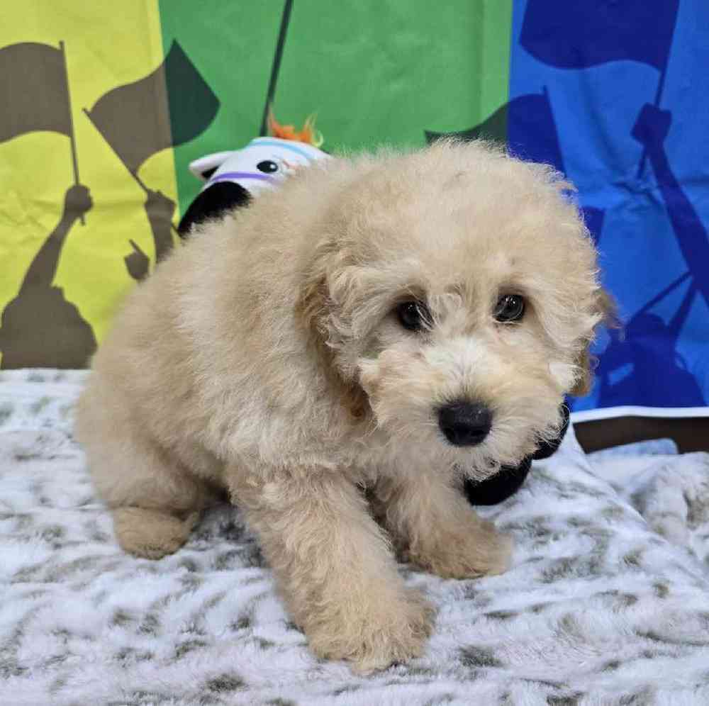 Male Mini Poodle Puppy for Sale in Virginia Beach, VA