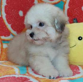 Maltipoo