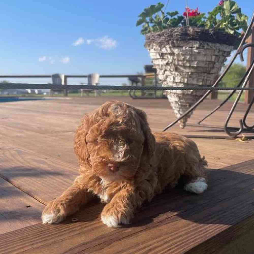 Male Mini Poodle Puppy for Sale in Virginia Beach, VA