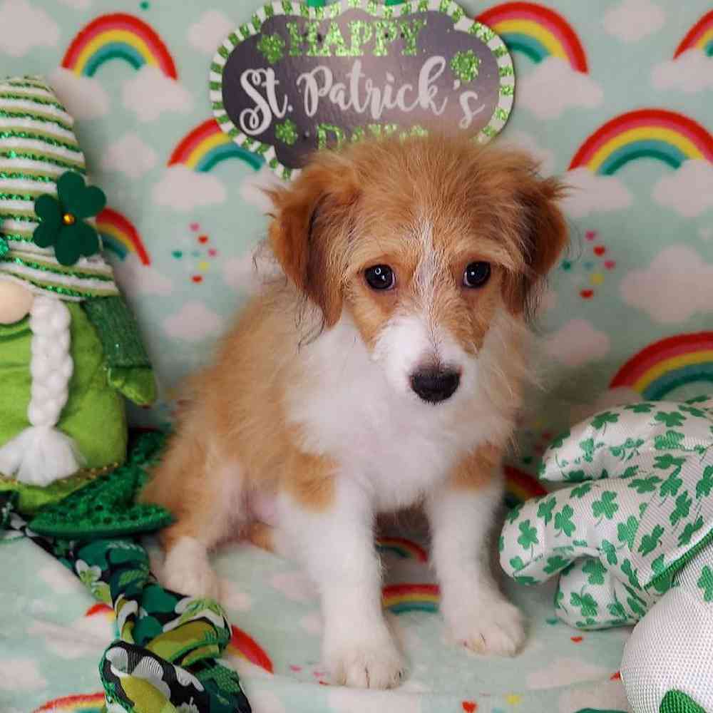 Male Toy Aussiedoodle Puppy for sale