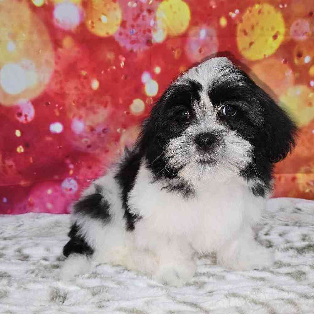 Male Malshi Puppy for Sale in Virginia Beach, VA
