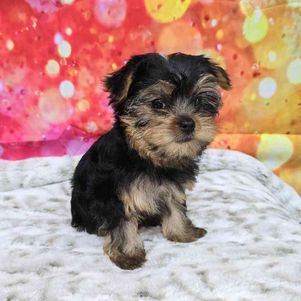 Female Yorkie Puppy for Sale in Virginia Beach, VA