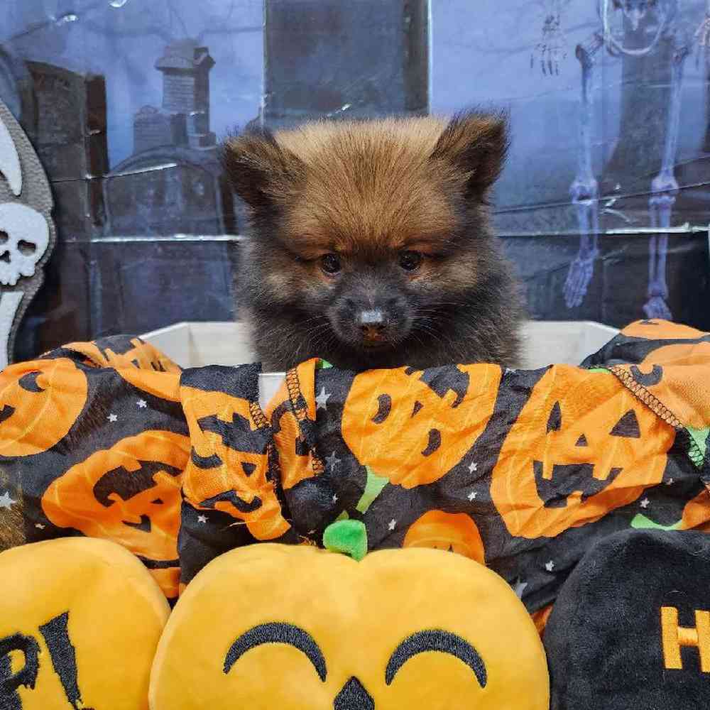 Male Pomeranian Puppy for sale