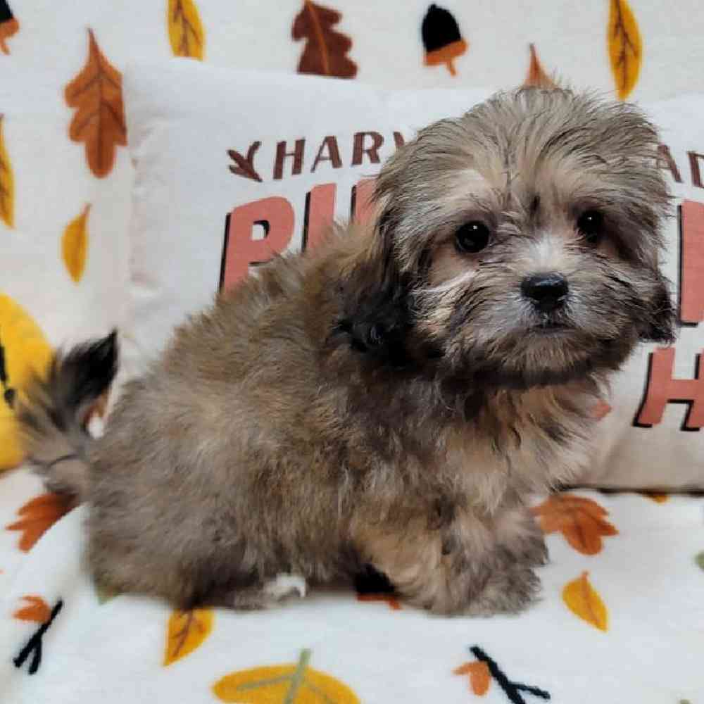 Female Peke-a-poo Puppy for sale