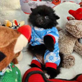 Pomeranian