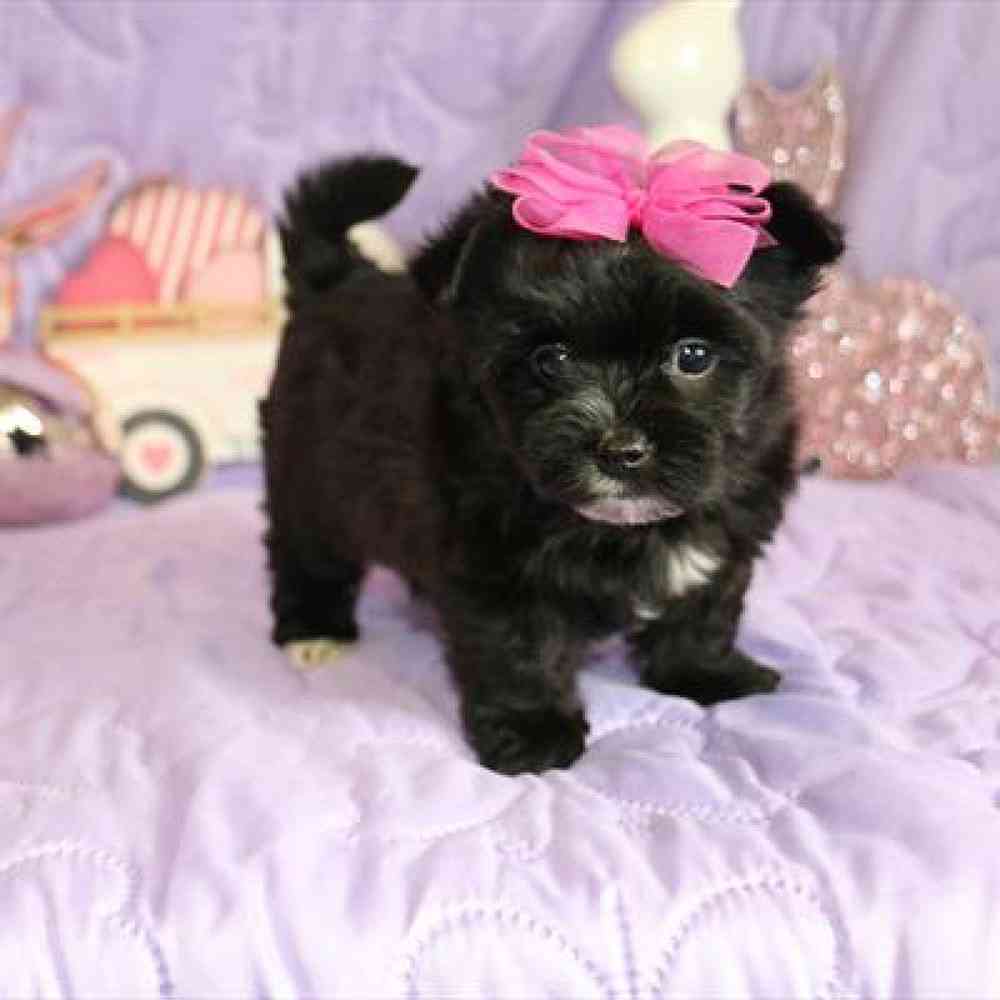 Female Morkie Puppy for sale