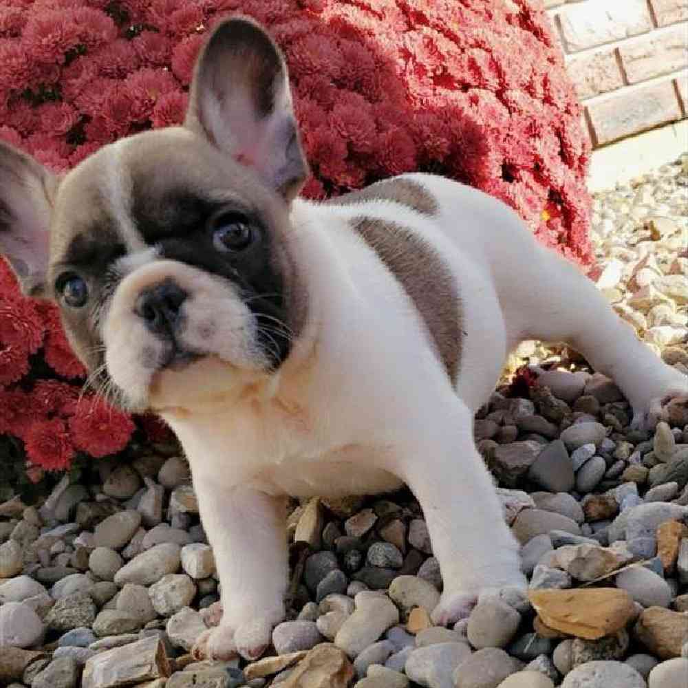 Female French Bulldog Puppy for sale