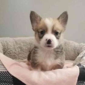 Pembroke Welsh Corgi