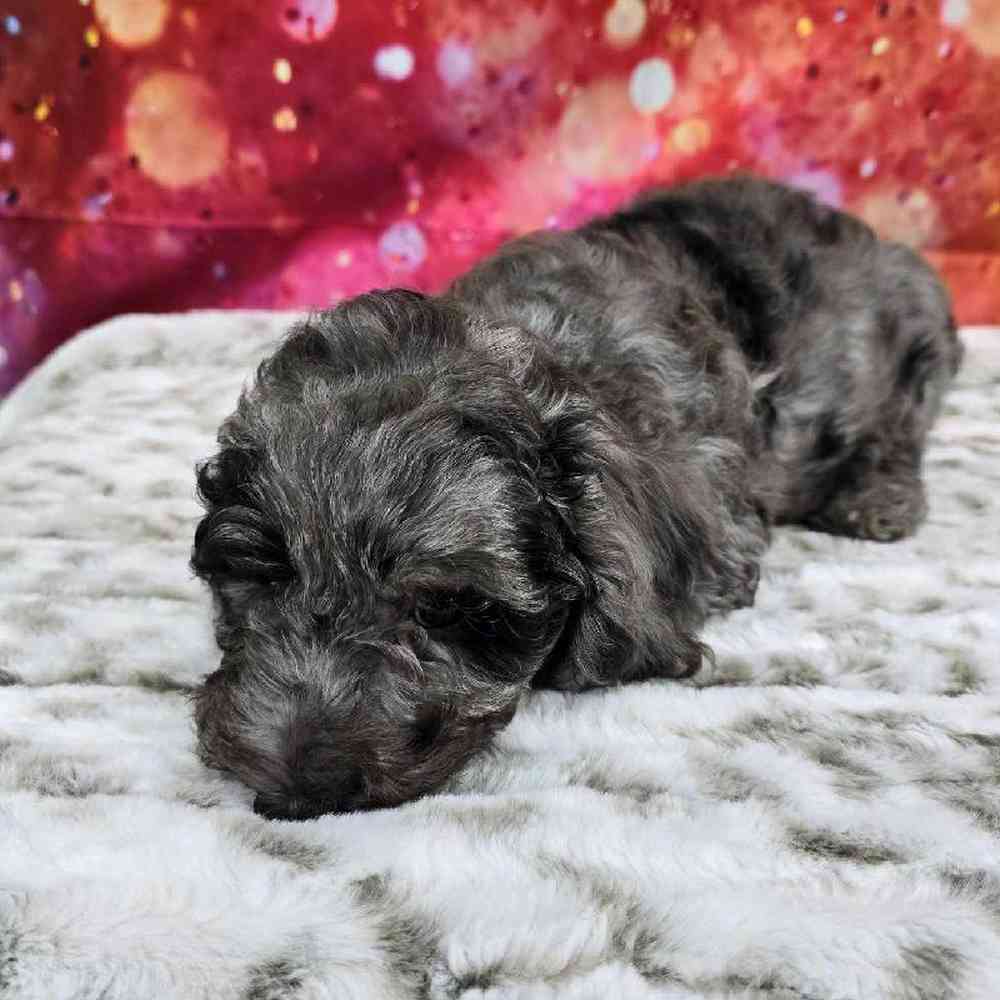 Female Mini Goldendoodle Puppy for Sale in Virginia Beach, VA
