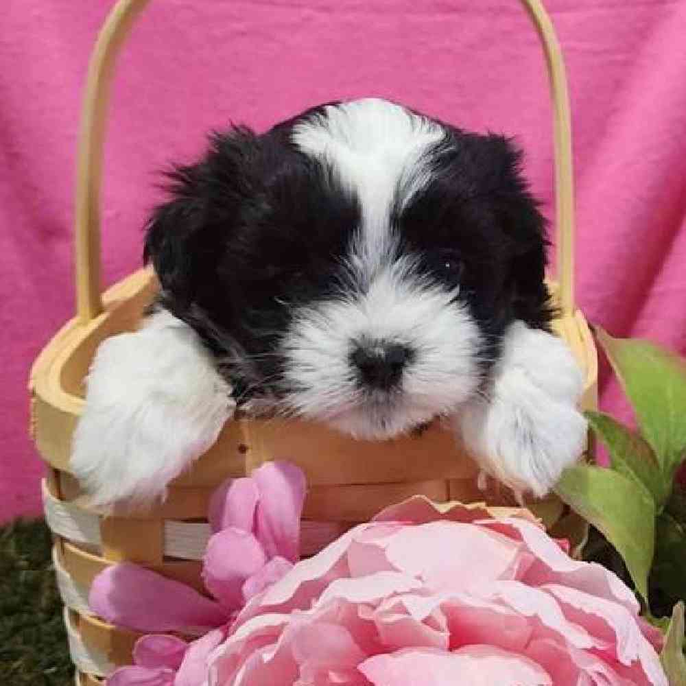 Female Malshi Puppy for Sale in Virginia Beach, VA