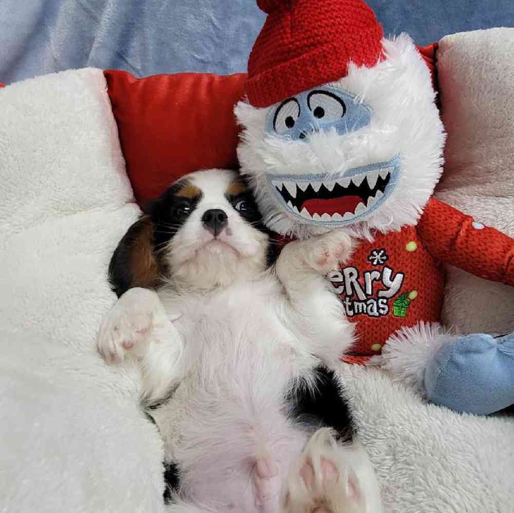 Male Cavalier King Charles Spaniel Puppy for Sale in Virginia Beach, VA