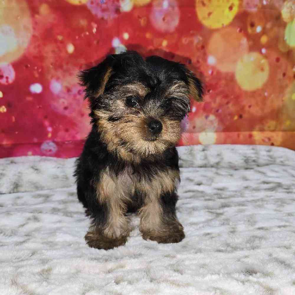 Female Yorkie Puppy for Sale in Virginia Beach, VA