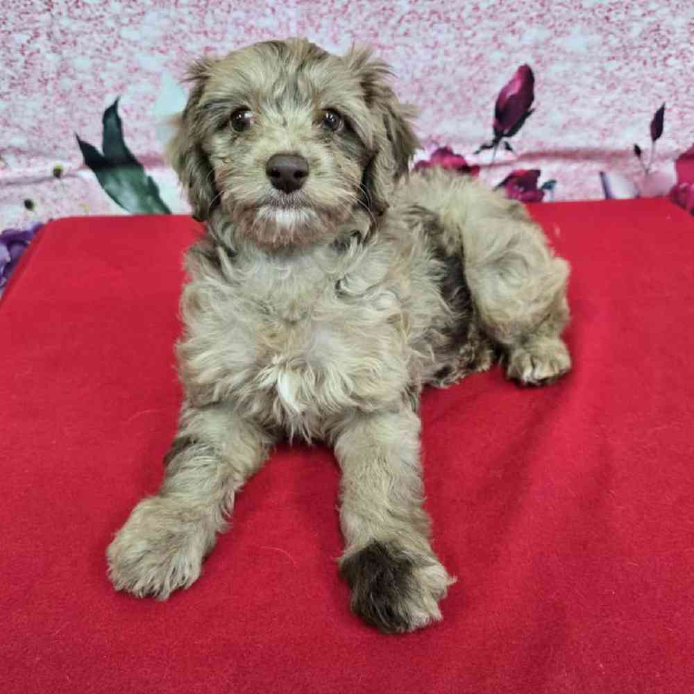 Female Havapoo Puppy for Sale in Virginia Beach, VA