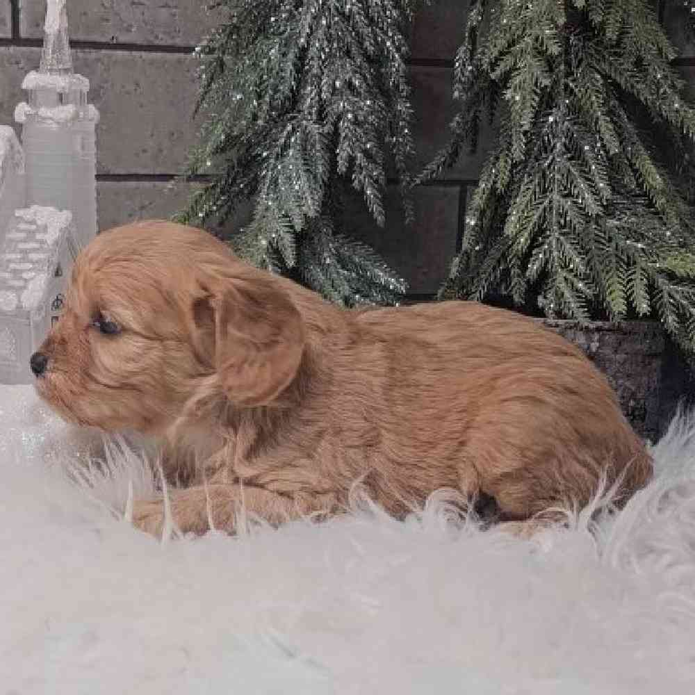 Female Cavapoo Puppy for Sale in Virginia Beach, VA