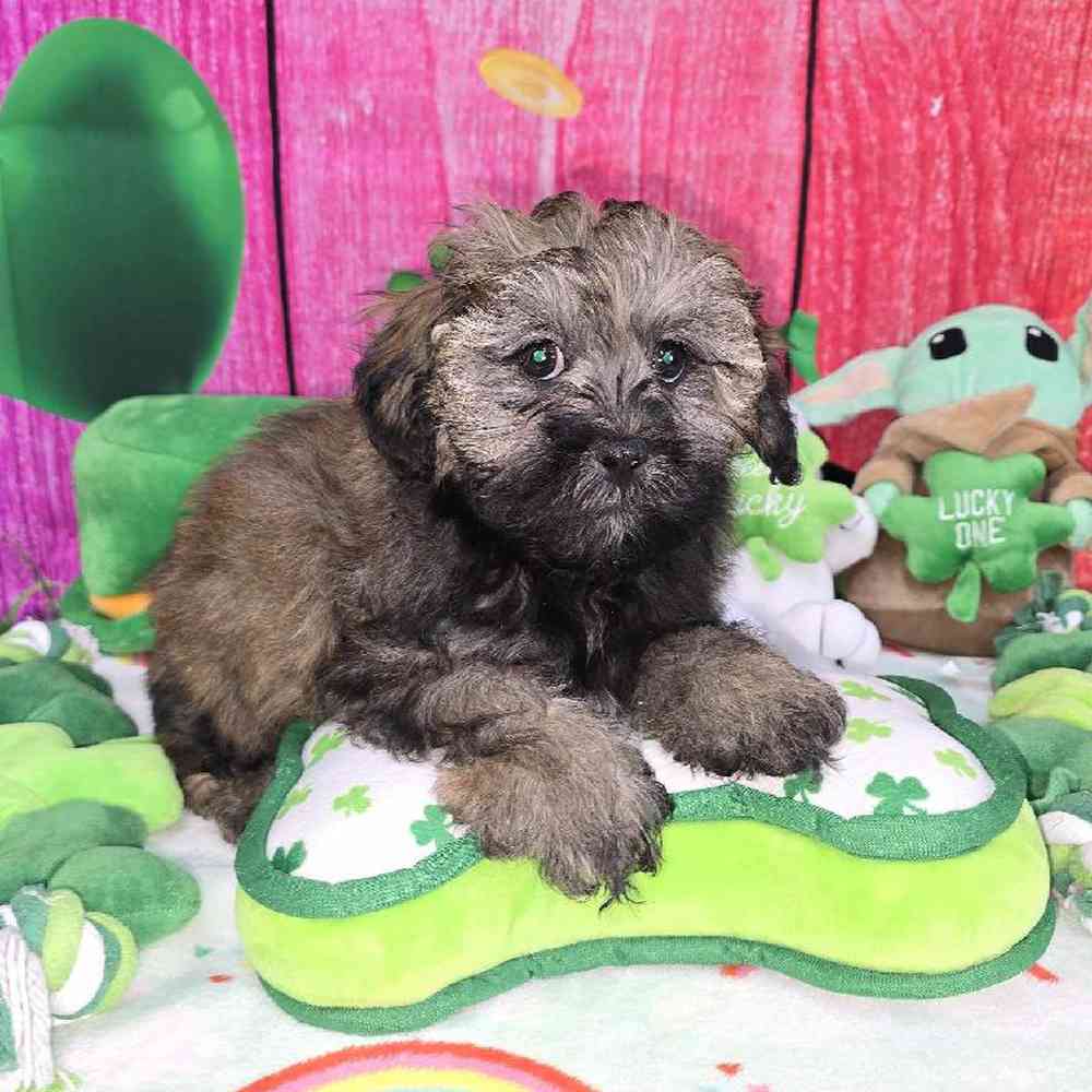 Male Shipoo Puppy for Sale in Virginia Beach, VA