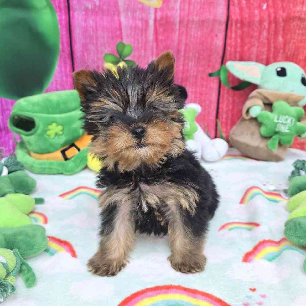 Male Yorkie Puppy for Sale in Virginia Beach, VA