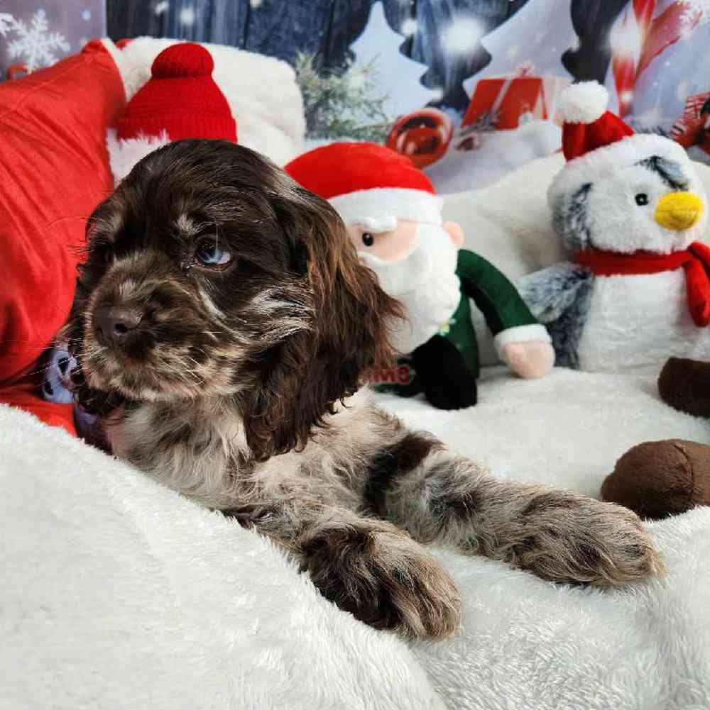 Male Cocker Spaniel Puppy for Sale in Virginia Beach, VA