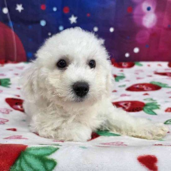 Bichon