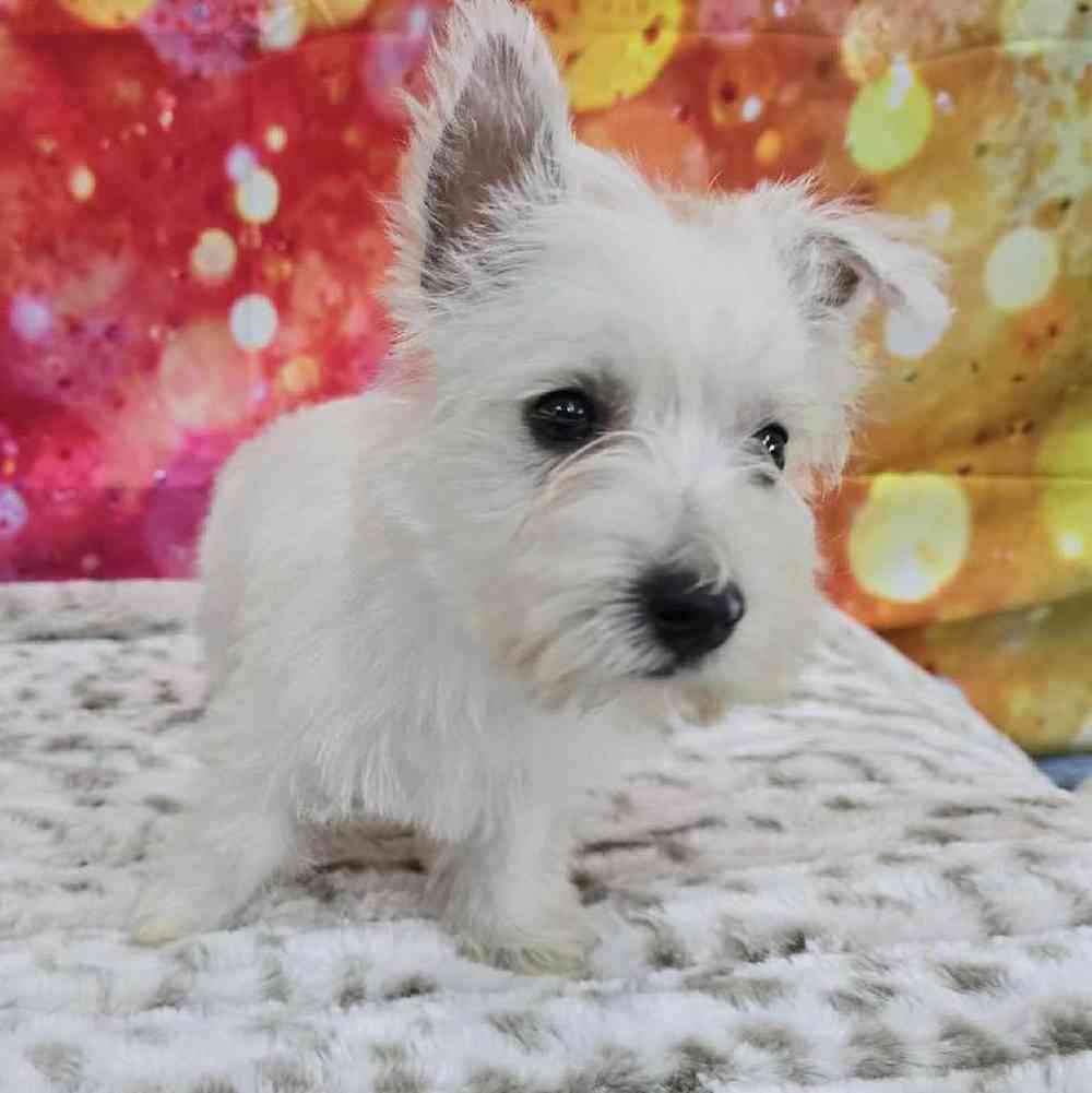 Female West Highland White Terrier Puppy for Sale in Virginia Beach, VA