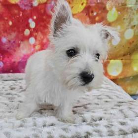 West Highland White Terrier