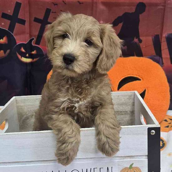 Mini Goldendoodle
