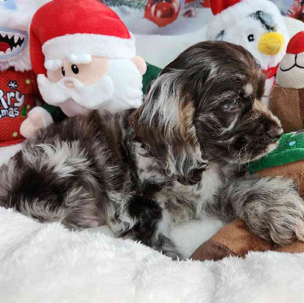 Male Cocker Spaniel Puppy for Sale in Virginia Beach, VA