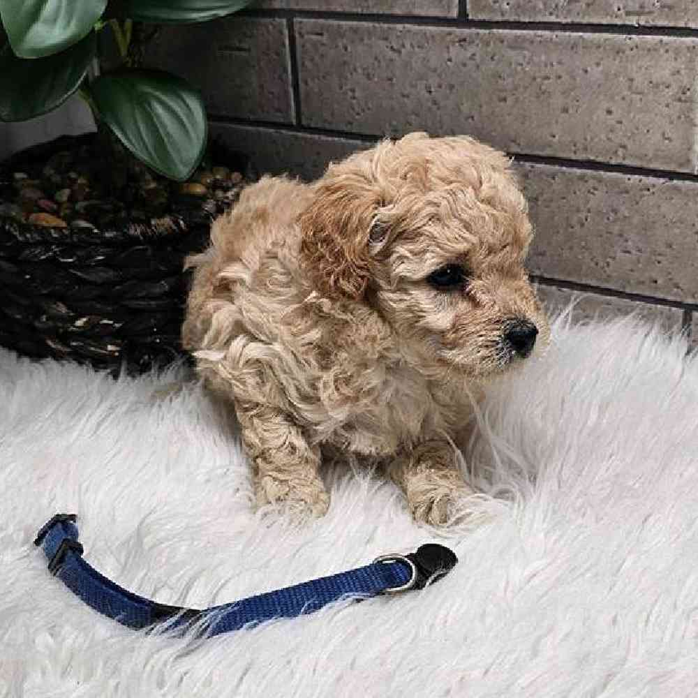 Male Mini Poodle Puppy for Sale in Virginia Beach, VA