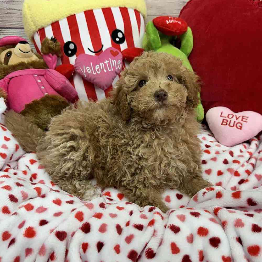 Male Maltipoo Puppy for Sale in Virginia Beach, VA