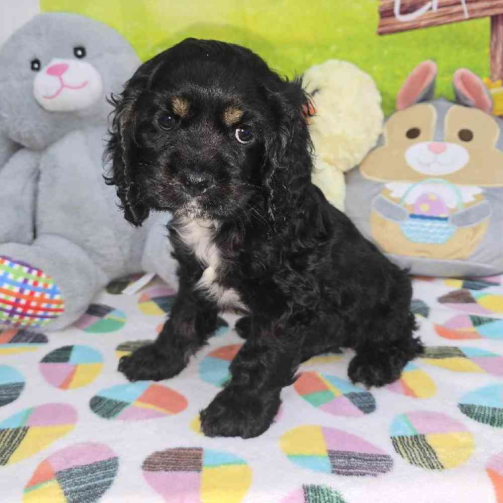 Male Cocker Spaniel Puppy for Sale in Virginia Beach, VA