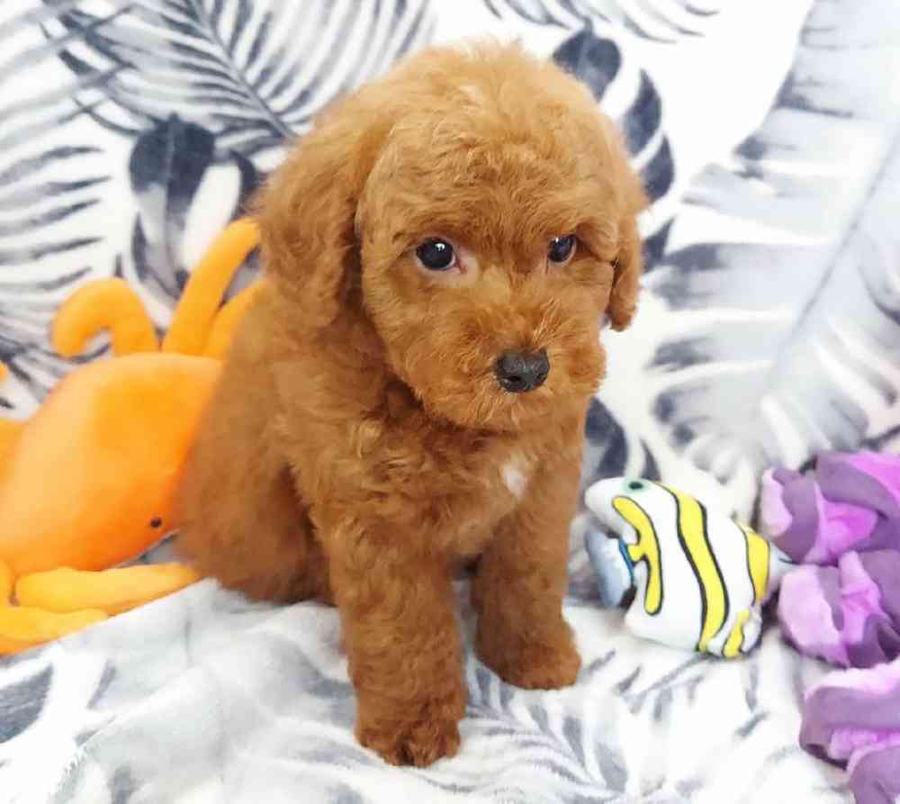 Male Mini Poodle Puppy for sale