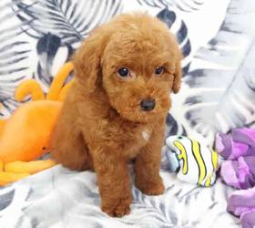 Mini Poodle