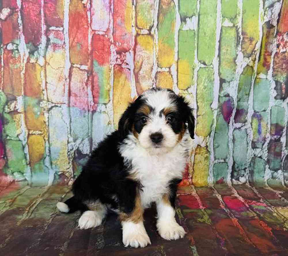 Image of a pet breed in the gallery